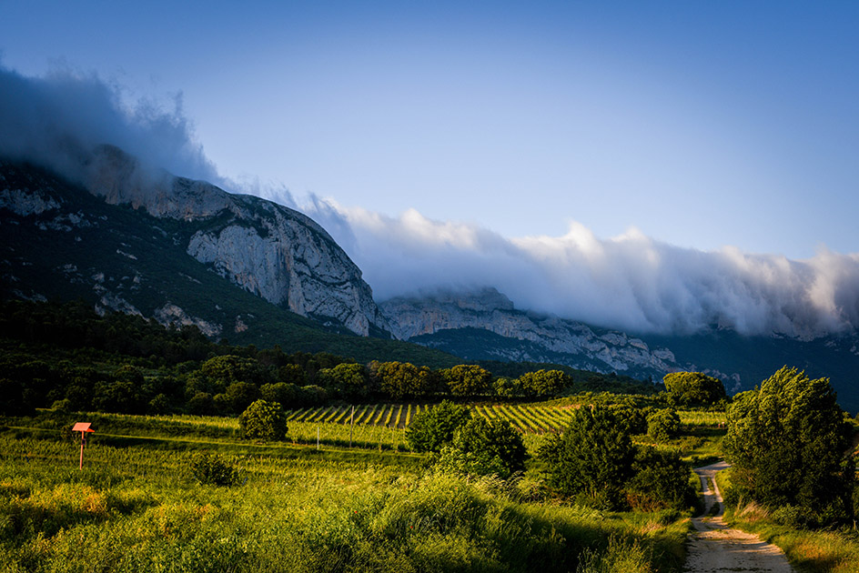 Viñedo — Sierra Cantabria Rioja